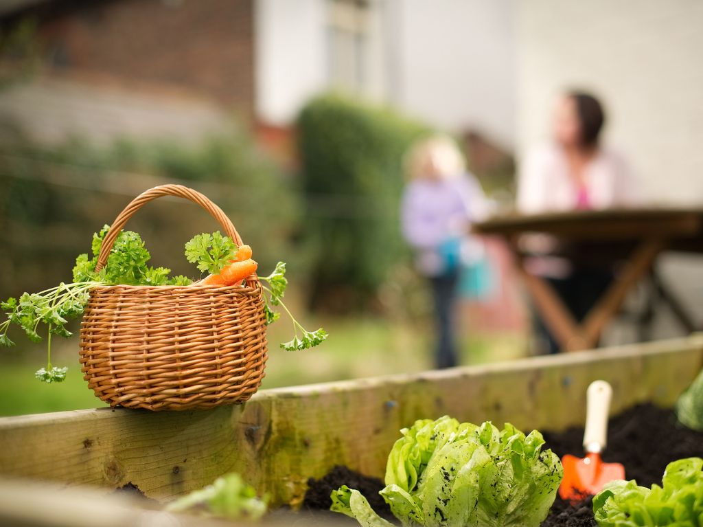 un carré potager en bois durable et efficace